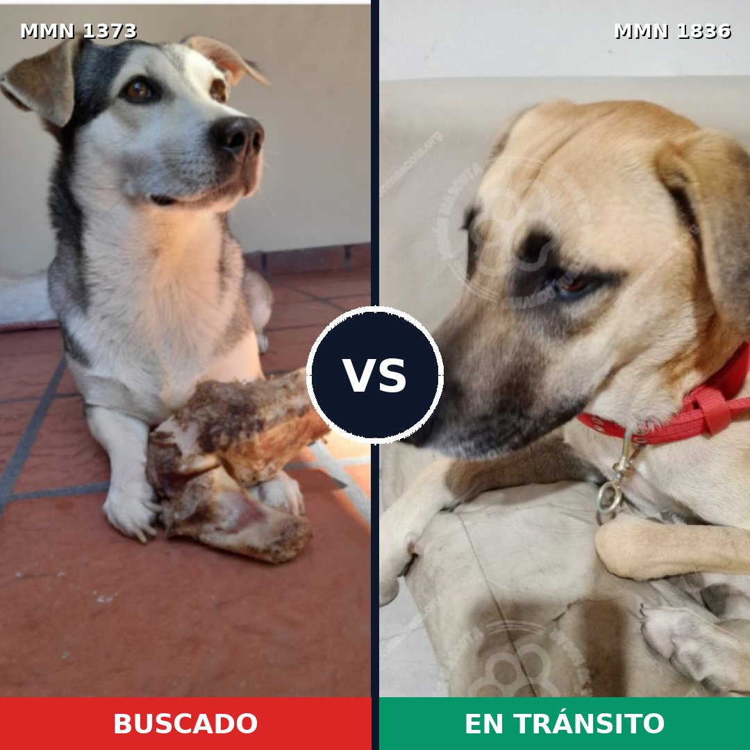 Comparativa MMS 40649: mascota perdida y mascota encontrada, 56% de similitud