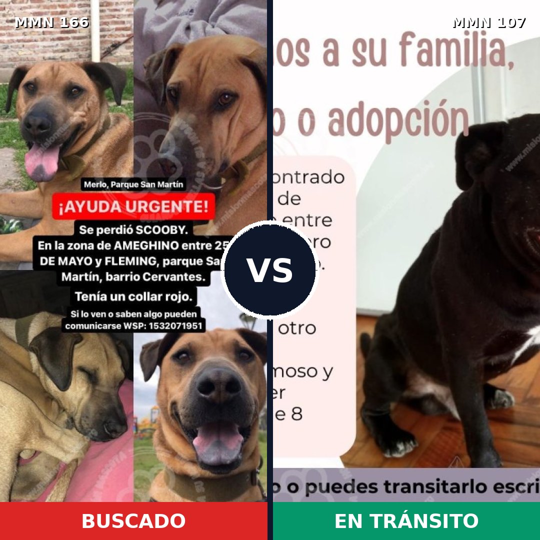 Comparativa MMS 4065: mascota perdida y mascota encontrada, 11% de similitud