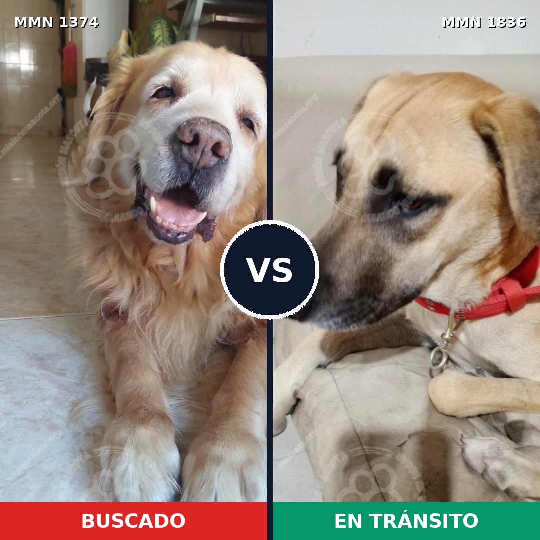 Comparativa MMS 40650: mascota perdida y mascota encontrada, 32% de similitud