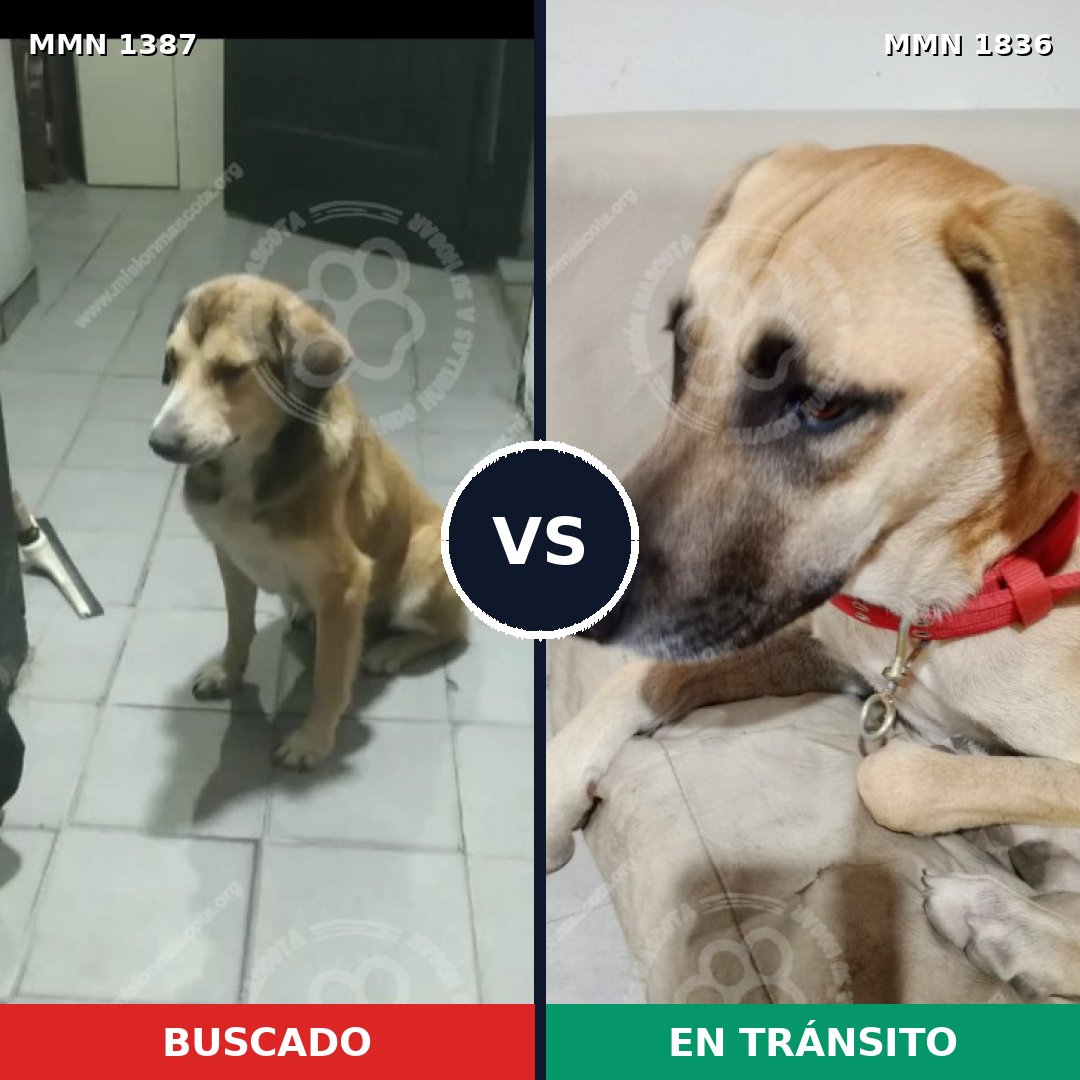 Comparativa MMS 40654: mascota perdida y mascota encontrada, 79% de similitud