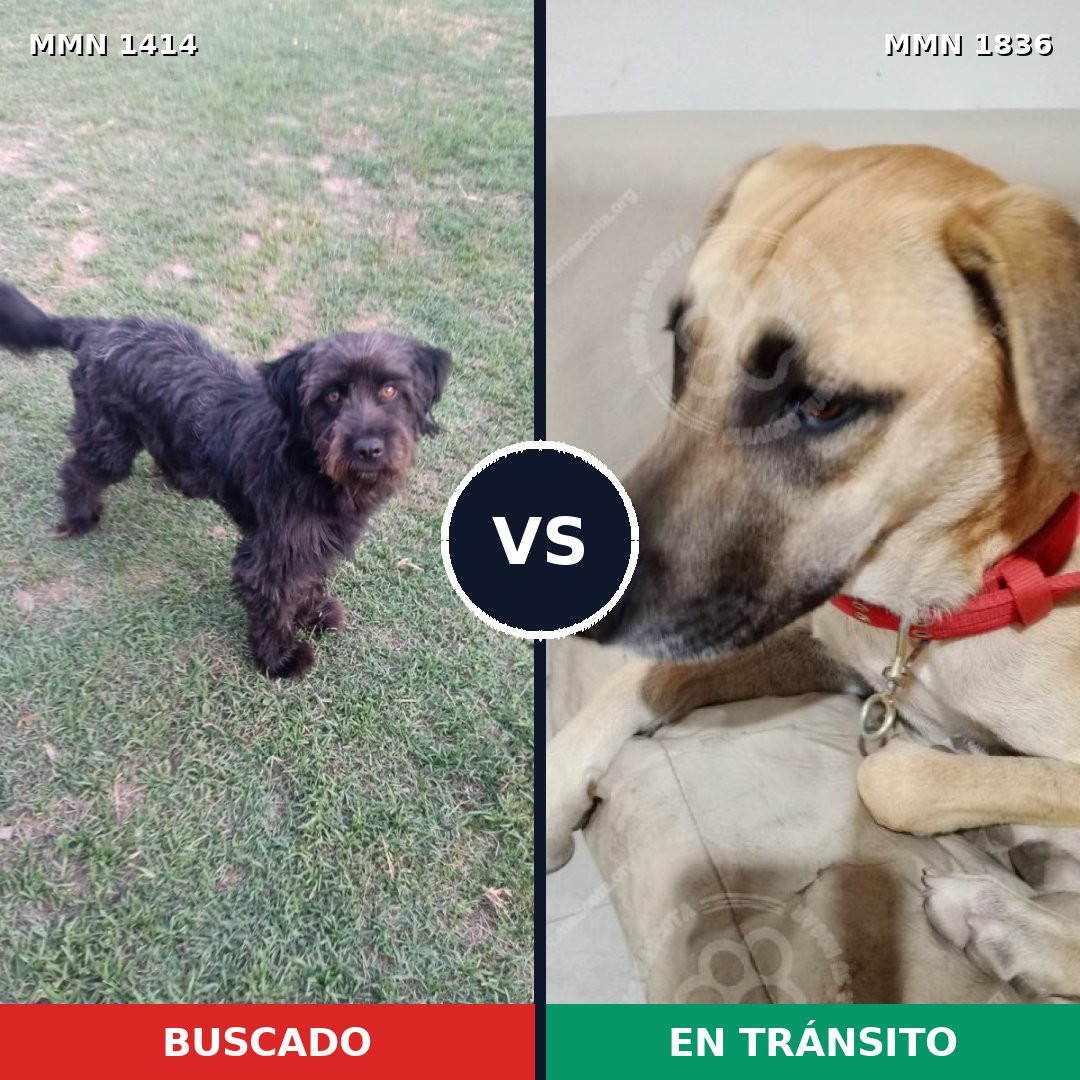 Comparativa MMS 40656: mascota perdida y mascota encontrada, 43% de similitud
