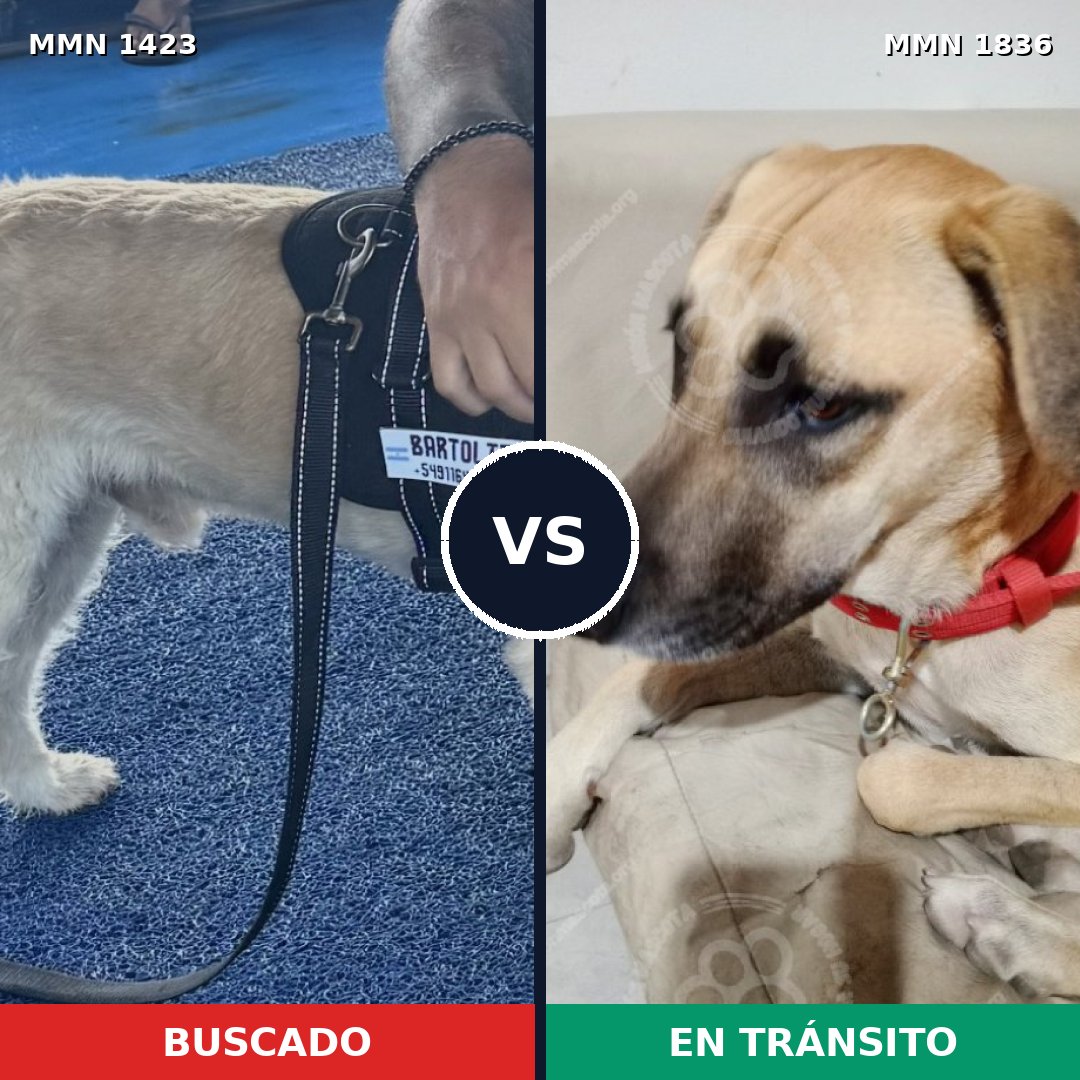 Comparativa MMS 40657: mascota perdida y mascota encontrada, 85% de similitud