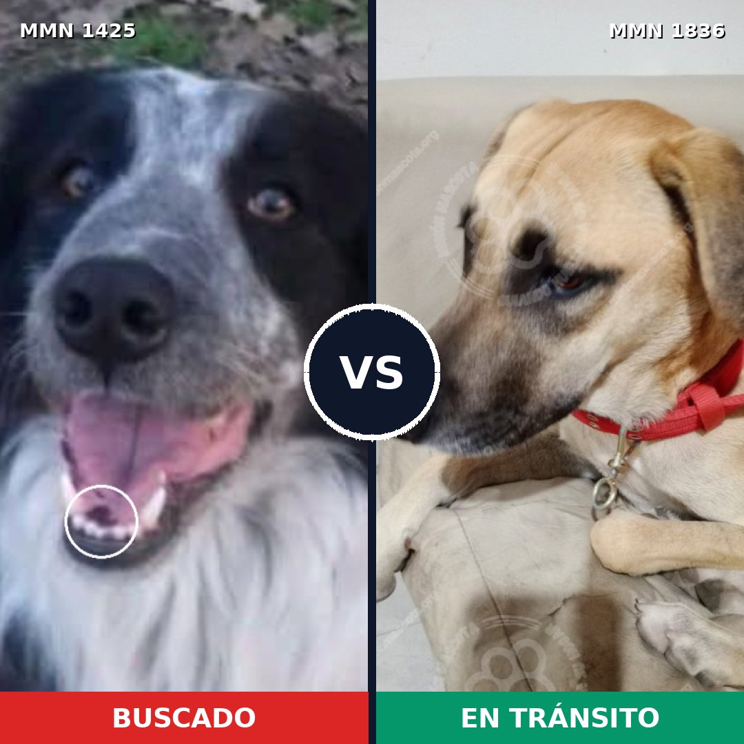 Comparativa MMS 40658: mascota perdida y mascota encontrada, 48% de similitud