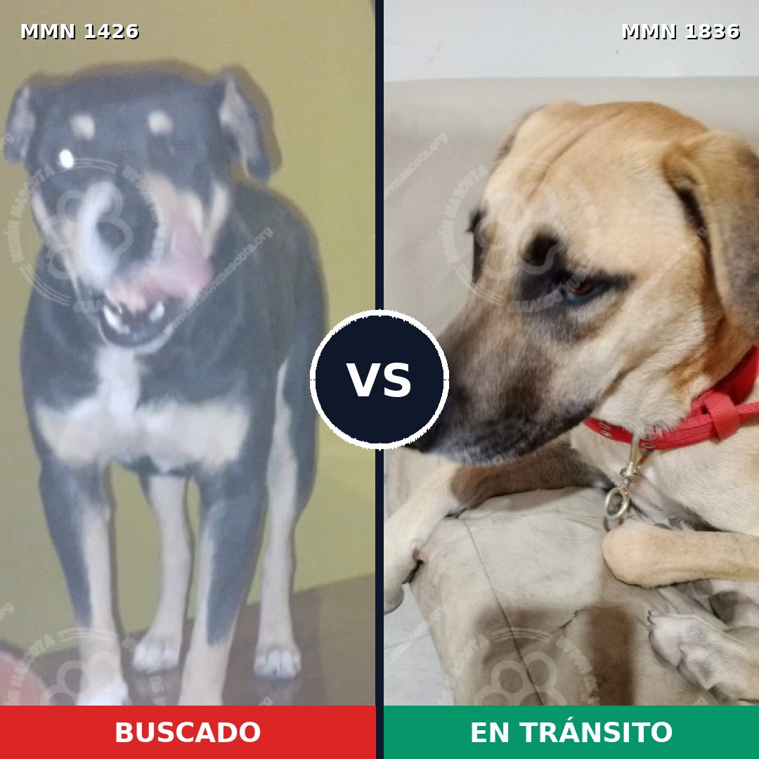 Comparativa MMS 40659: mascota perdida y mascota encontrada, 68% de similitud