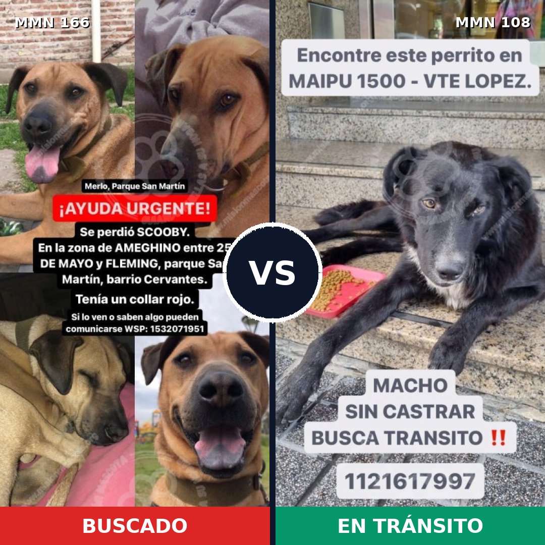 Comparativa MMS 4066: mascota perdida y mascota encontrada, 8% de similitud