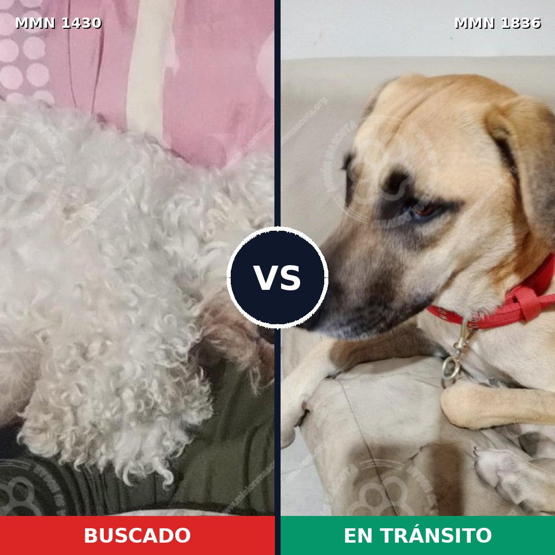 Comparativa MMS 40660: mascota perdida y mascota encontrada, 40% de similitud