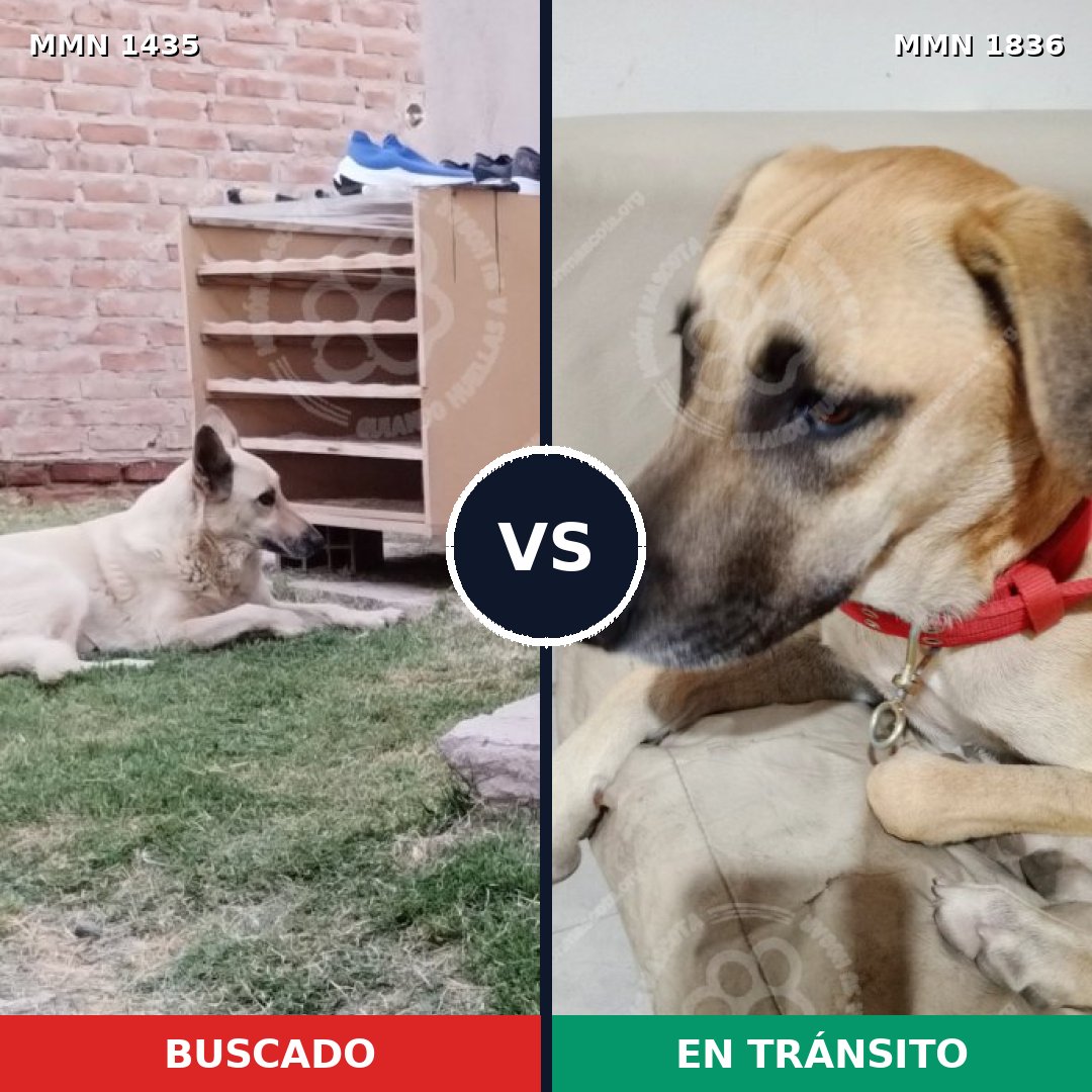 Comparativa MMS 40661: mascota perdida y mascota encontrada, 61% de similitud