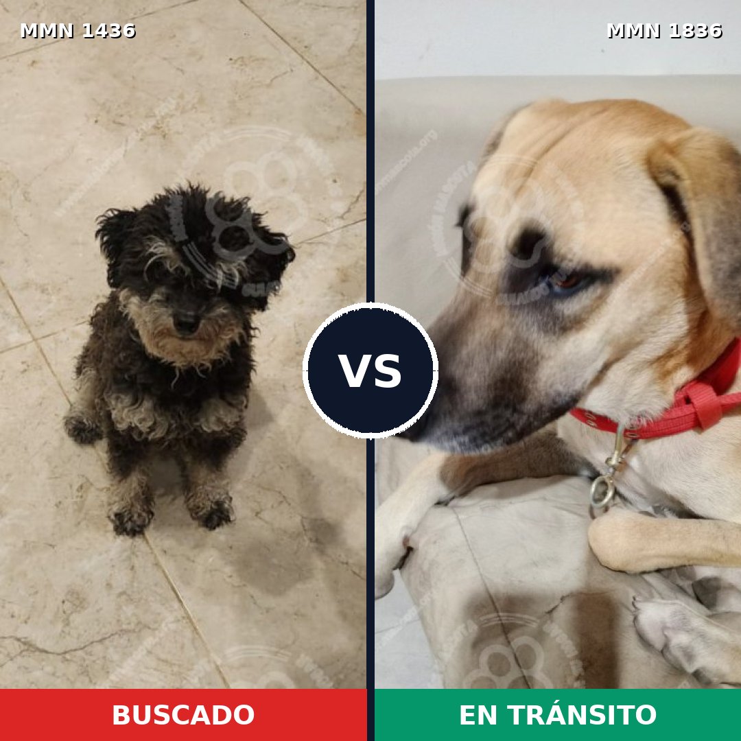 Comparativa MMS 40662: mascota perdida y mascota encontrada, 48% de similitud