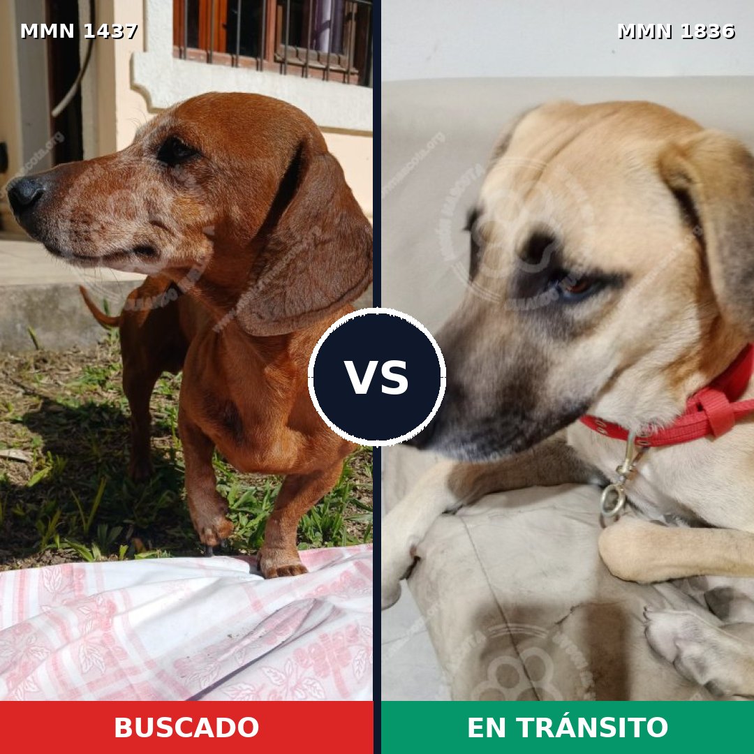 Comparativa MMS 40663: mascota perdida y mascota encontrada, 21% de similitud