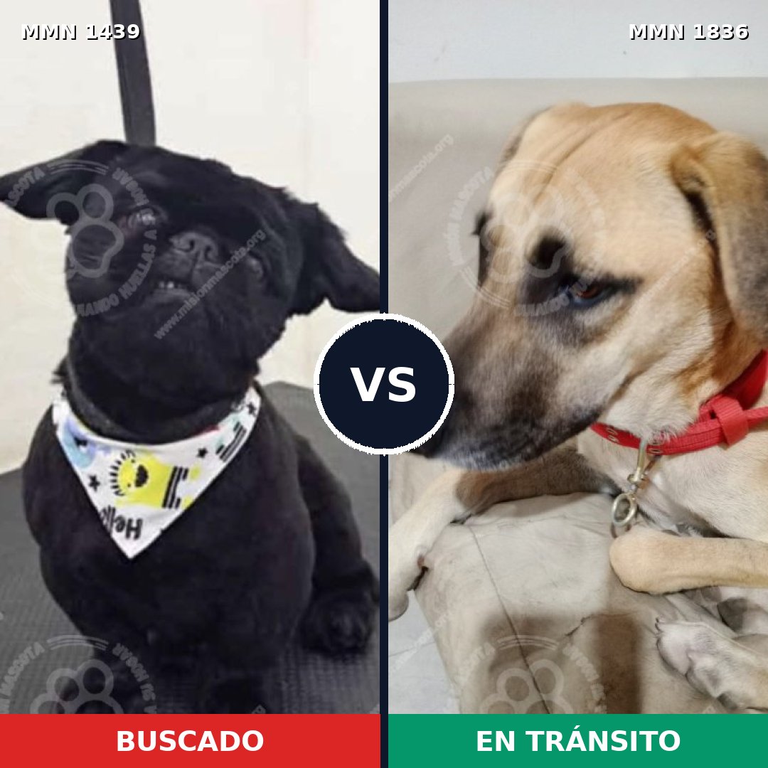 Comparativa MMS 40664: mascota perdida y mascota encontrada, 26% de similitud