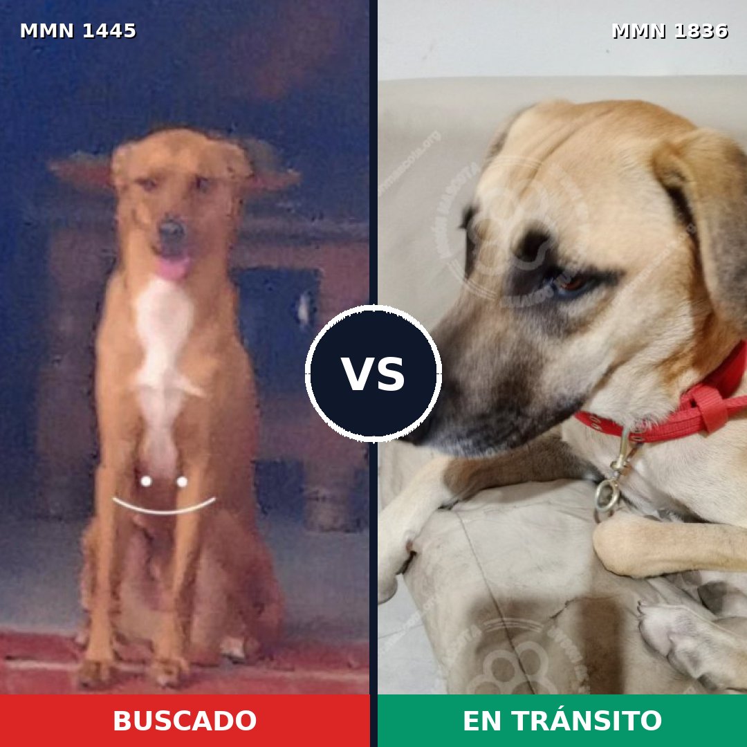 Comparativa MMS 40665: mascota perdida y mascota encontrada, 72% de similitud
