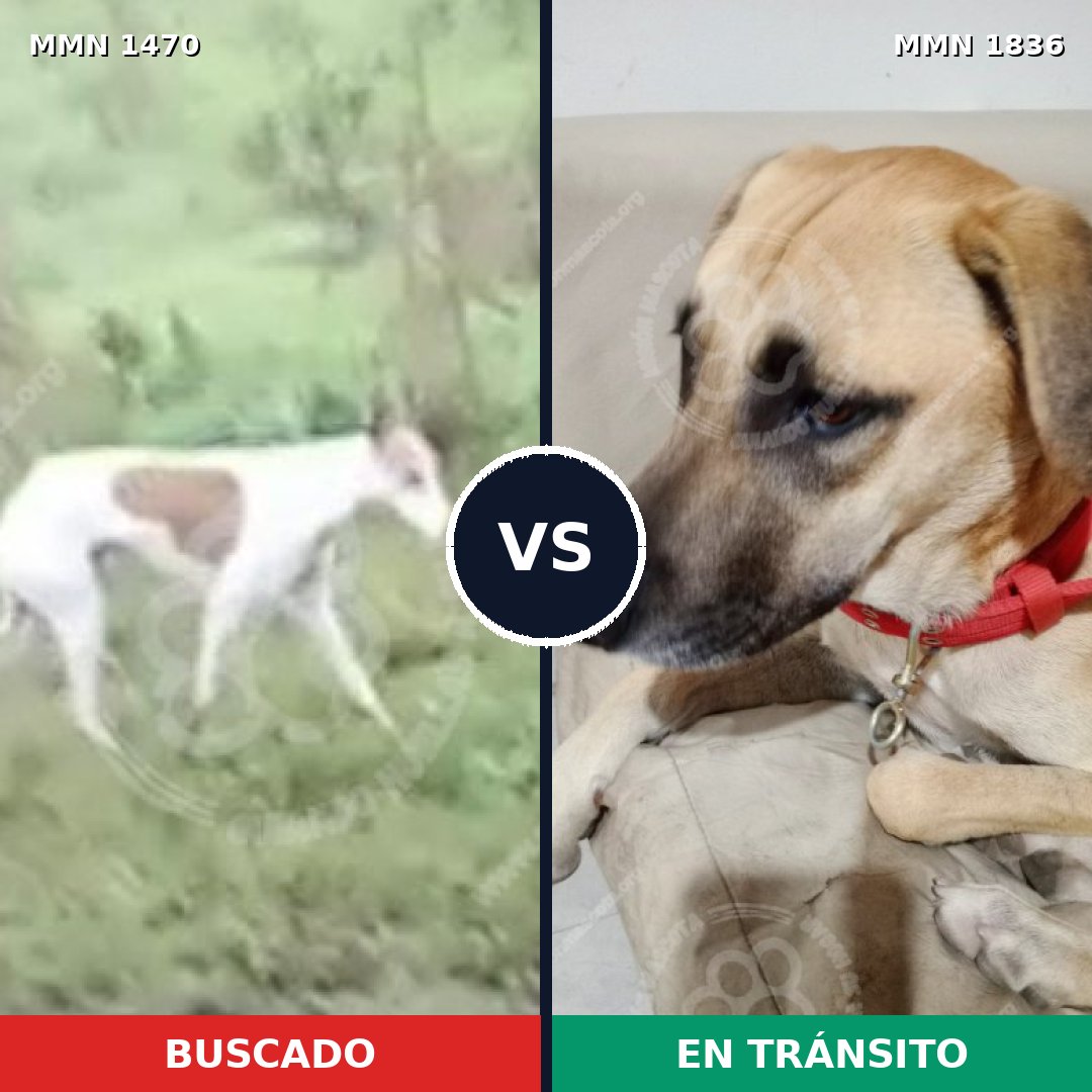 Comparativa MMS 40669: mascota perdida y mascota encontrada, 45% de similitud