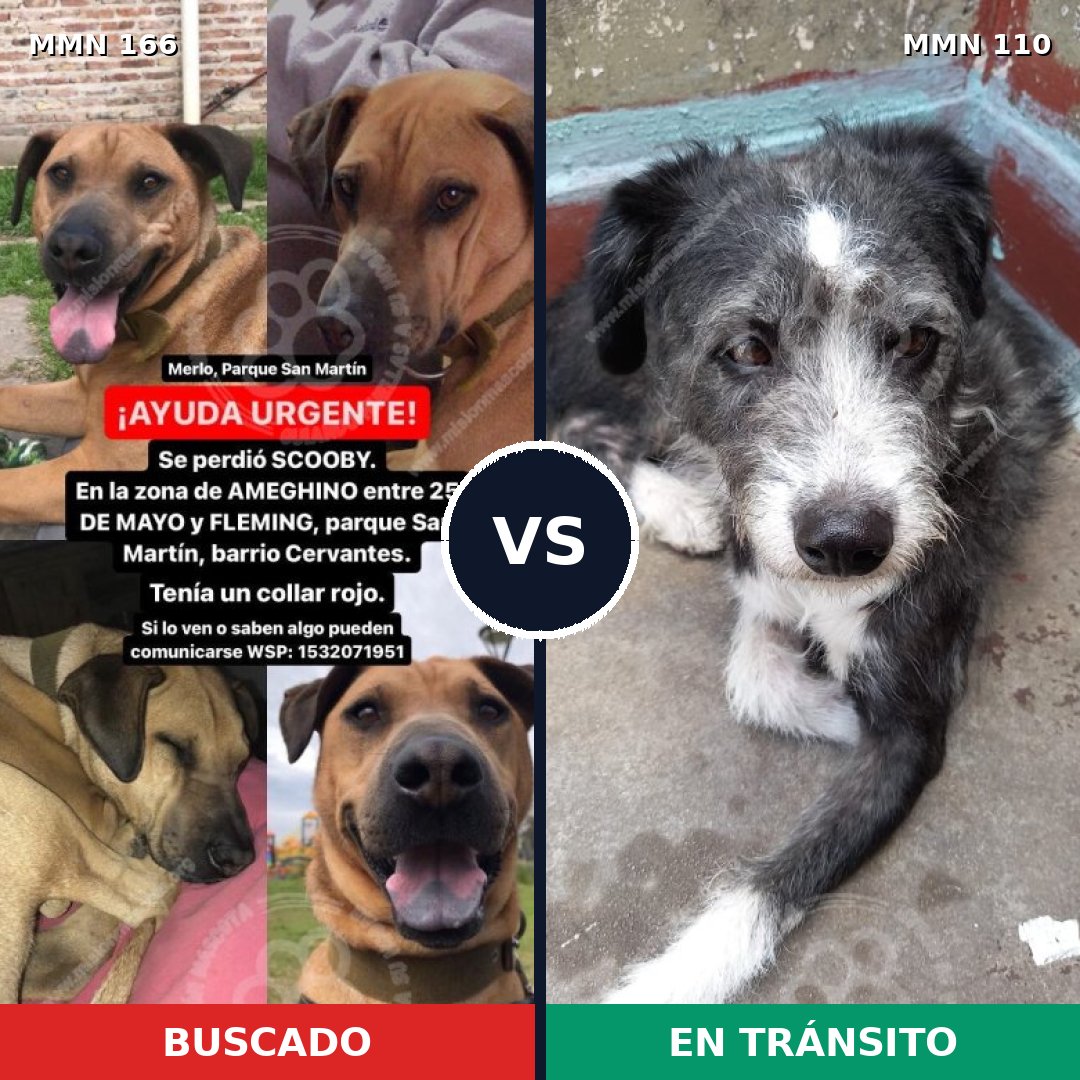 Comparativa MMS 4067: mascota perdida y mascota encontrada, 8% de similitud