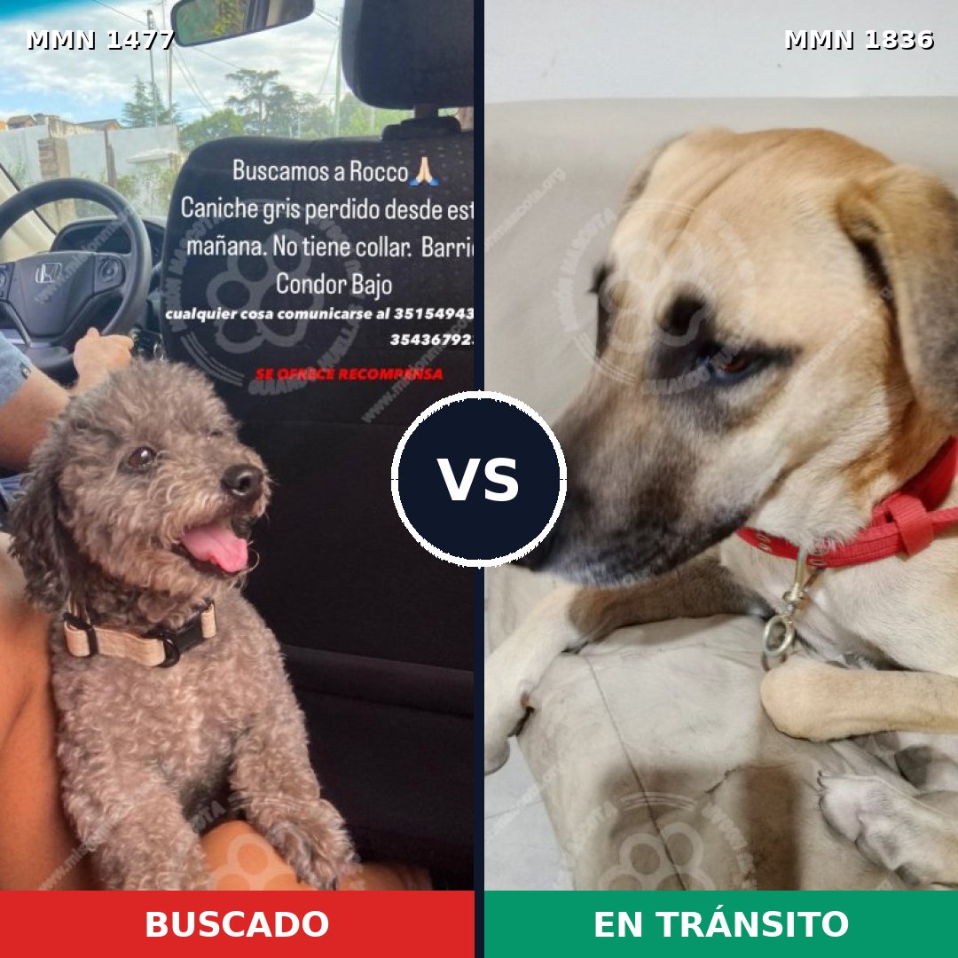 Comparativa MMS 40670: mascota perdida y mascota encontrada, 16% de similitud
