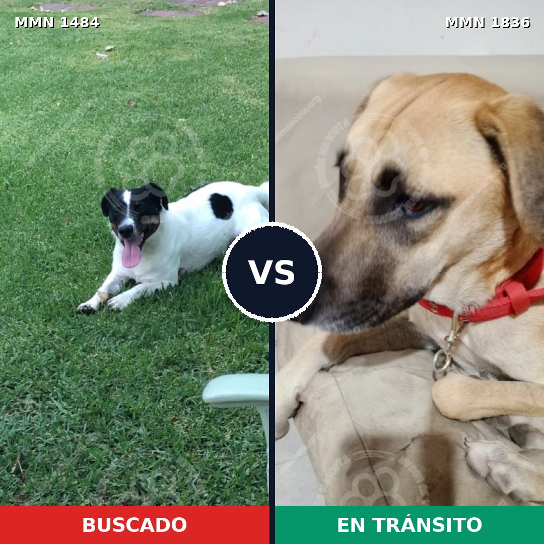 Comparativa MMS 40671: mascota perdida y mascota encontrada, 31% de similitud