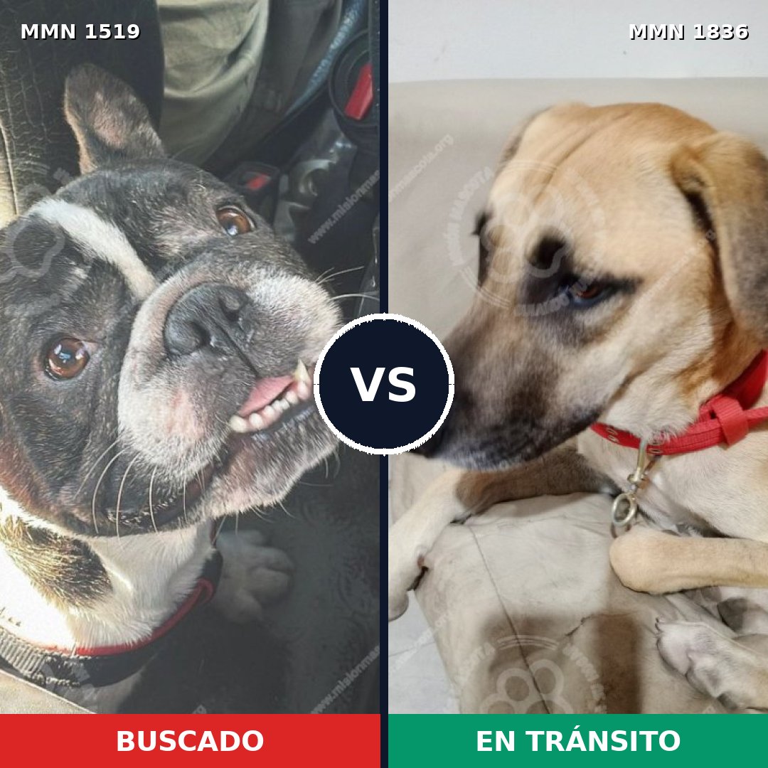 Comparativa MMS 40672: mascota perdida y mascota encontrada, 36% de similitud
