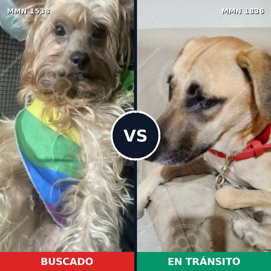 Comparativa MMS 40673: mascota perdida y mascota encontrada, 73% de similitud