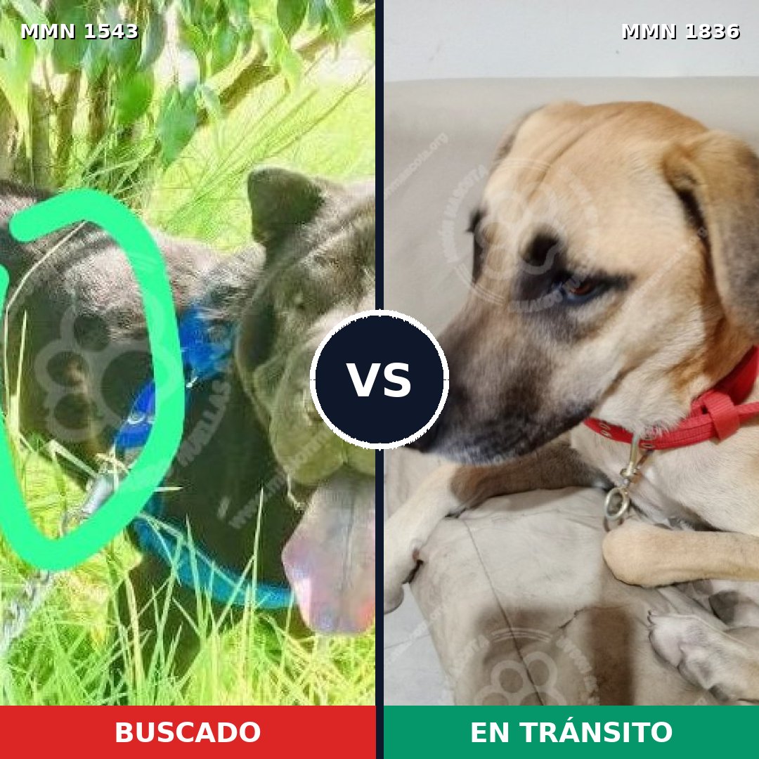 Comparativa MMS 40674: mascota perdida y mascota encontrada, 42% de similitud