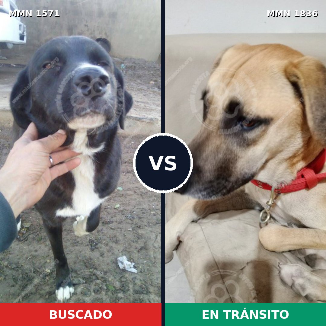 Comparativa MMS 40675: mascota perdida y mascota encontrada, 61% de similitud