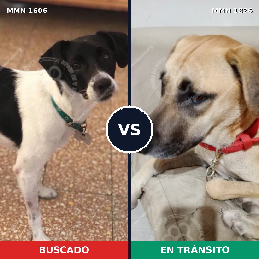 Comparativa MMS 40677: mascota perdida y mascota encontrada, 60% de similitud