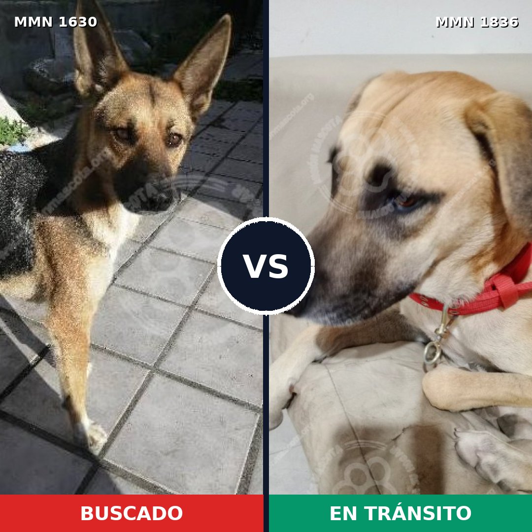 Comparativa MMS 40678: mascota perdida y mascota encontrada, 75% de similitud