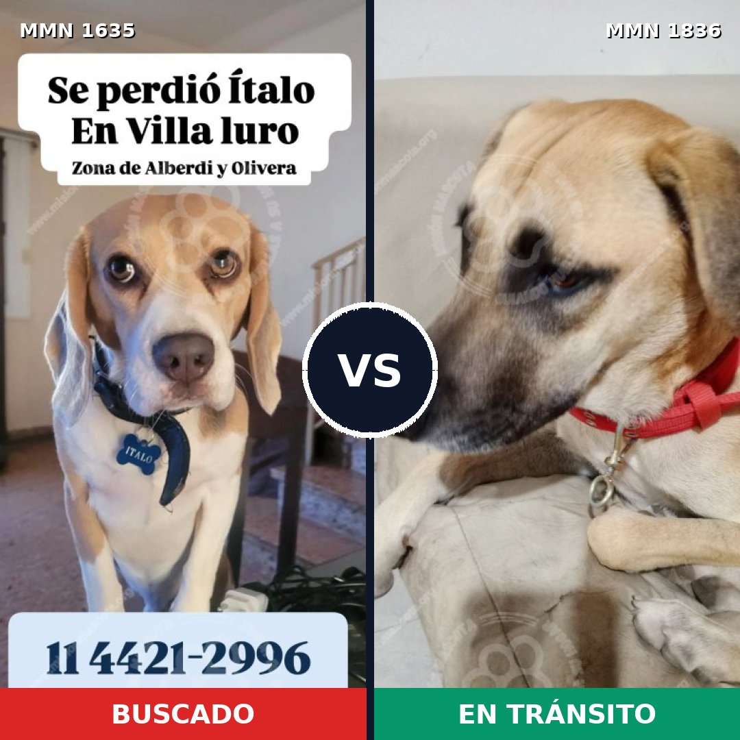 Comparativa MMS 40679: mascota perdida y mascota encontrada, 37% de similitud