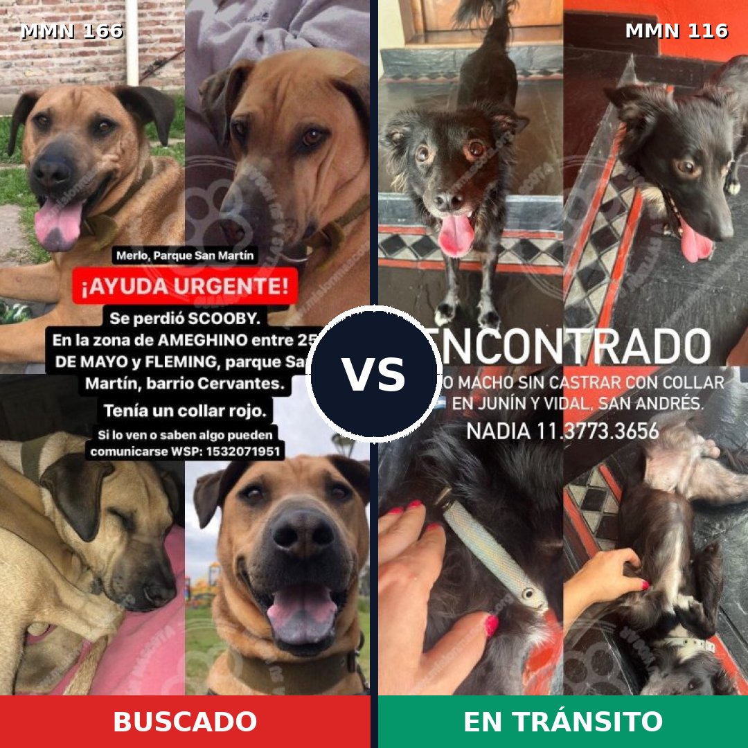 Comparativa MMS 4068: mascota perdida y mascota encontrada, 8% de similitud