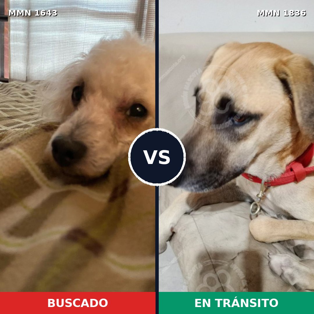 Comparativa MMS 40680: mascota perdida y mascota encontrada, 43% de similitud