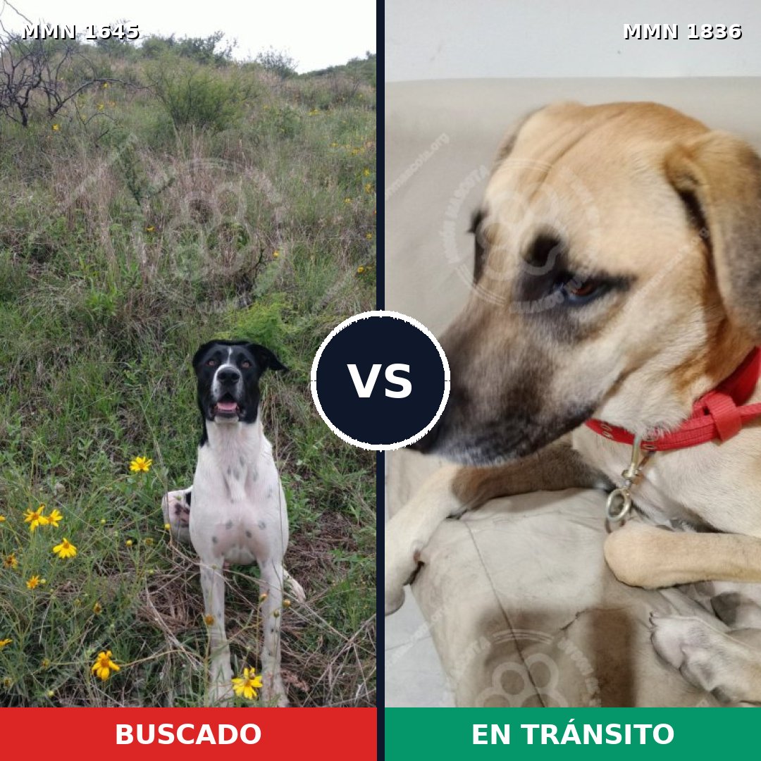 Comparativa MMS 40681: mascota perdida y mascota encontrada, 47% de similitud