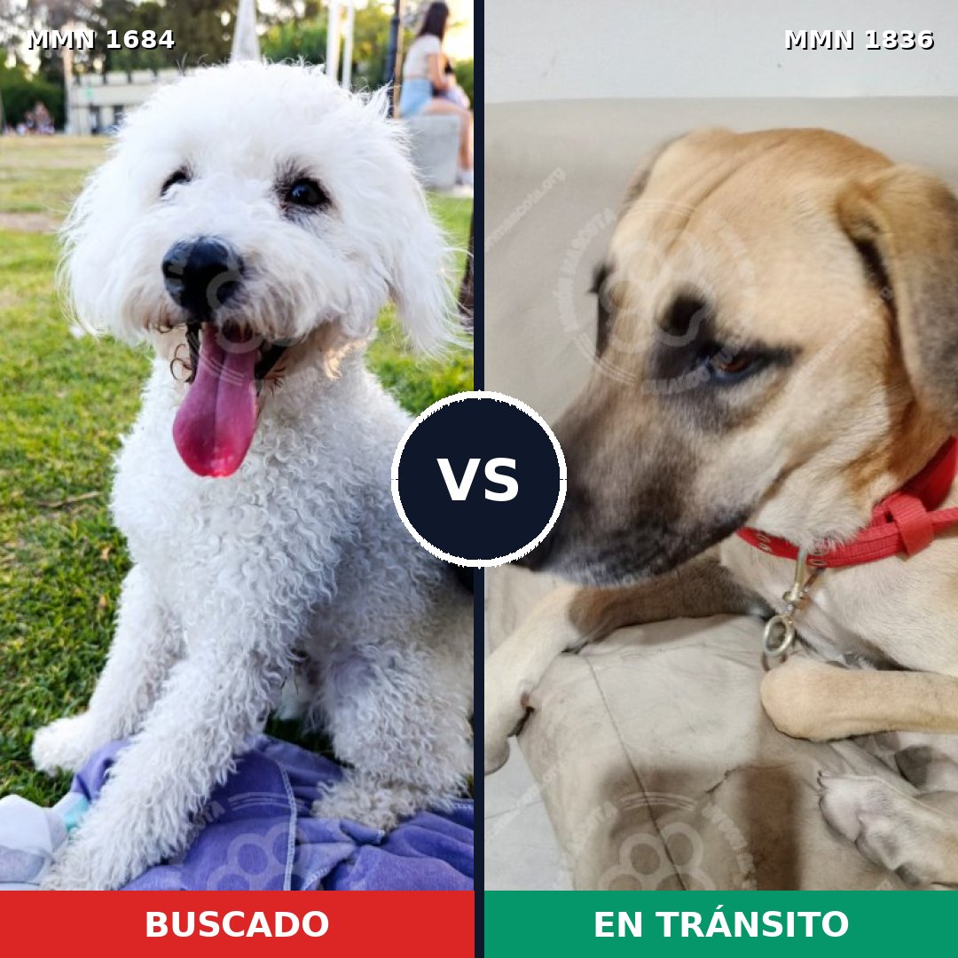 Comparativa MMS 40682: mascota perdida y mascota encontrada, 36% de similitud
