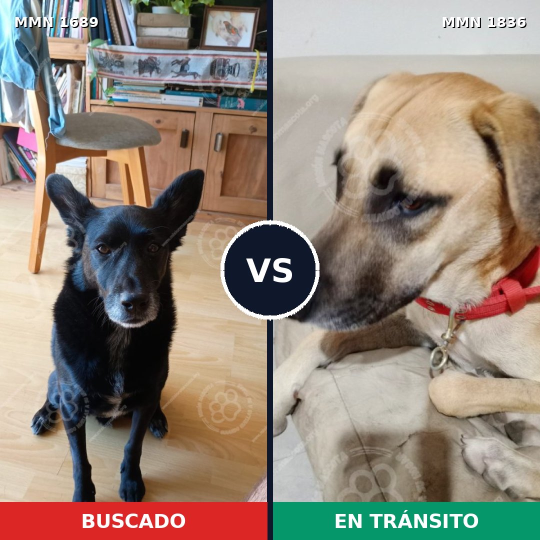 Comparativa MMS 40683: mascota perdida y mascota encontrada, 75% de similitud