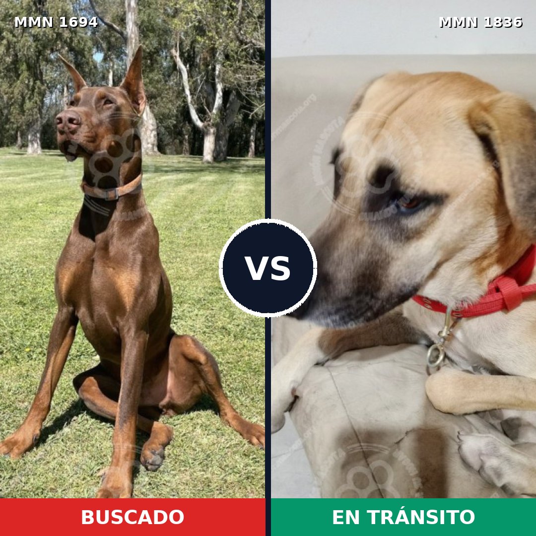 Comparativa MMS 40684: mascota perdida y mascota encontrada, 40% de similitud