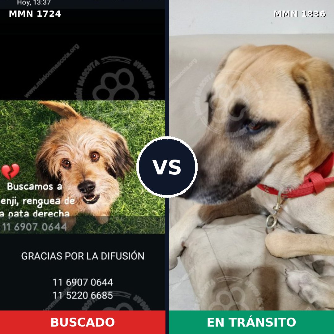 Comparativa MMS 40688: mascota perdida y mascota encontrada, 53% de similitud