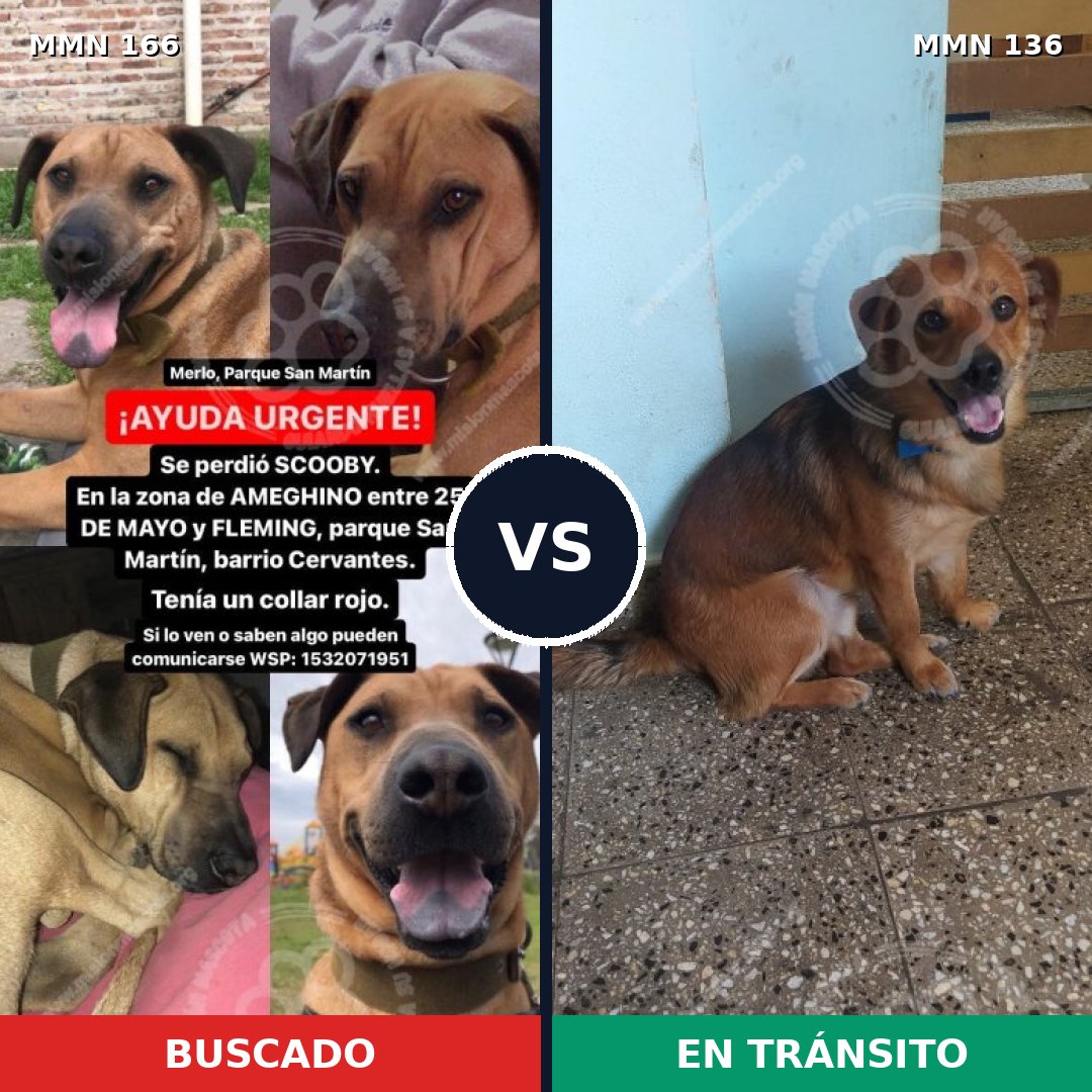 Comparativa MMS 4069: mascota perdida y mascota encontrada, 21% de similitud
