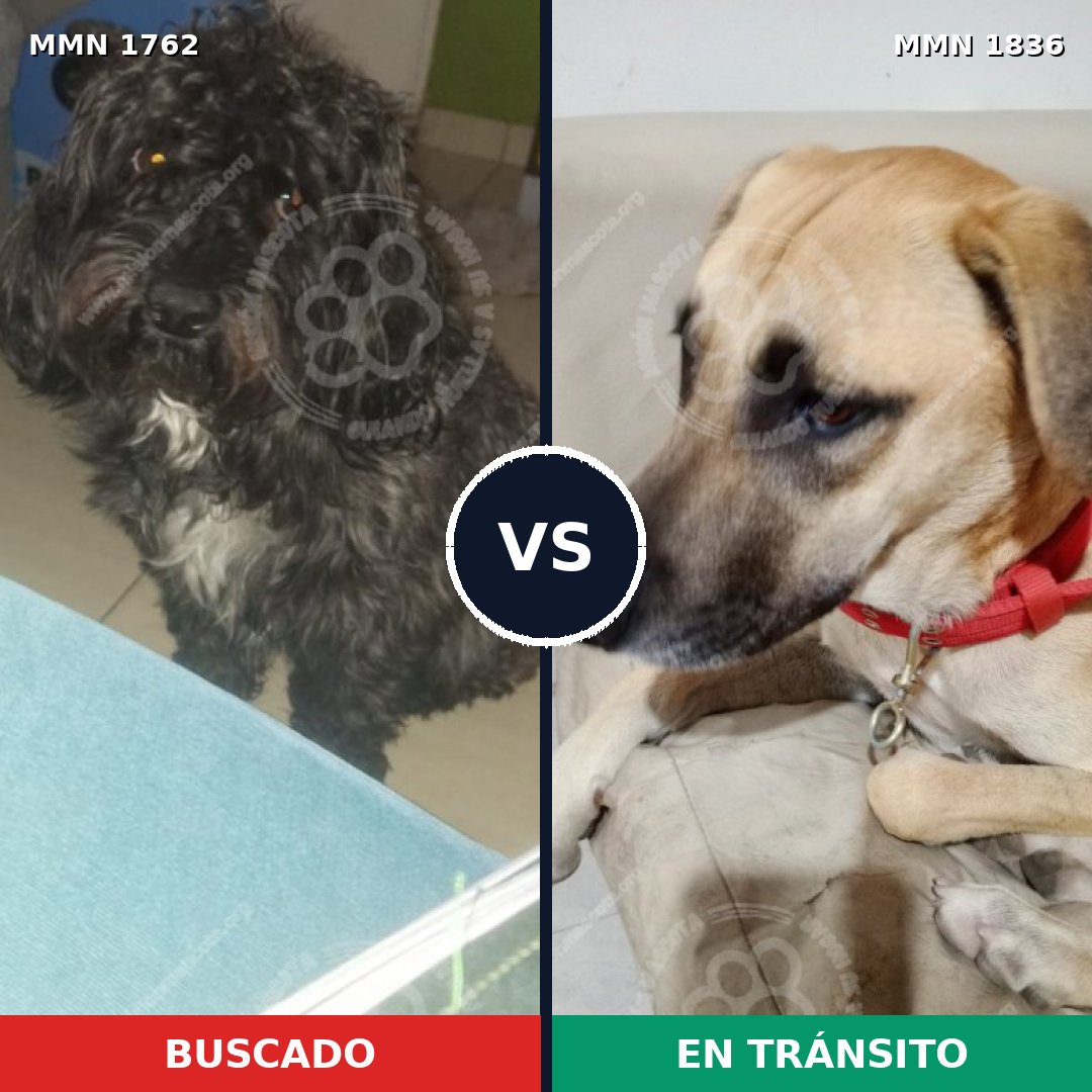 Comparativa MMS 40690: mascota perdida y mascota encontrada, 44% de similitud