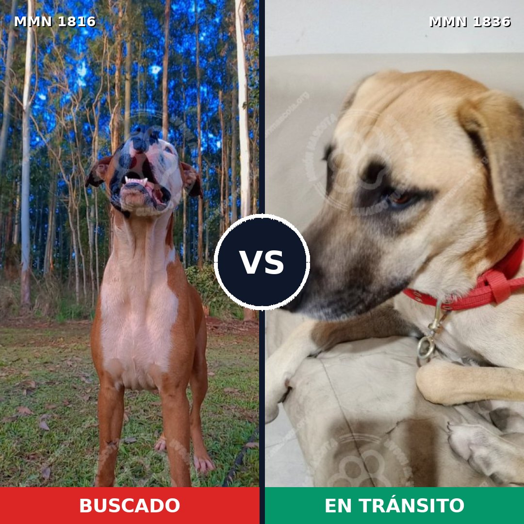 Comparativa MMS 40692: mascota perdida y mascota encontrada, 60% de similitud