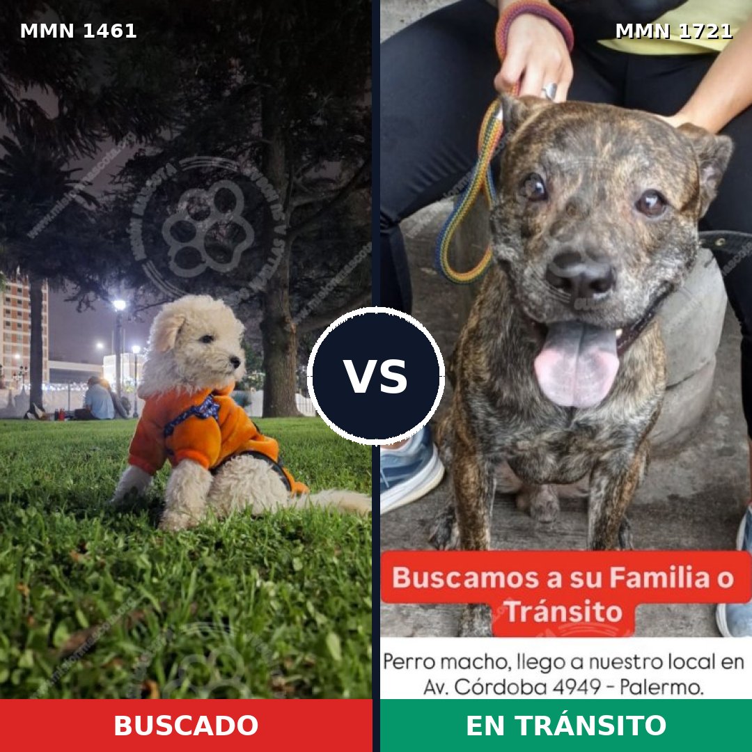 Comparativa MMS 40693: mascota perdida y mascota encontrada, 30% de similitud
