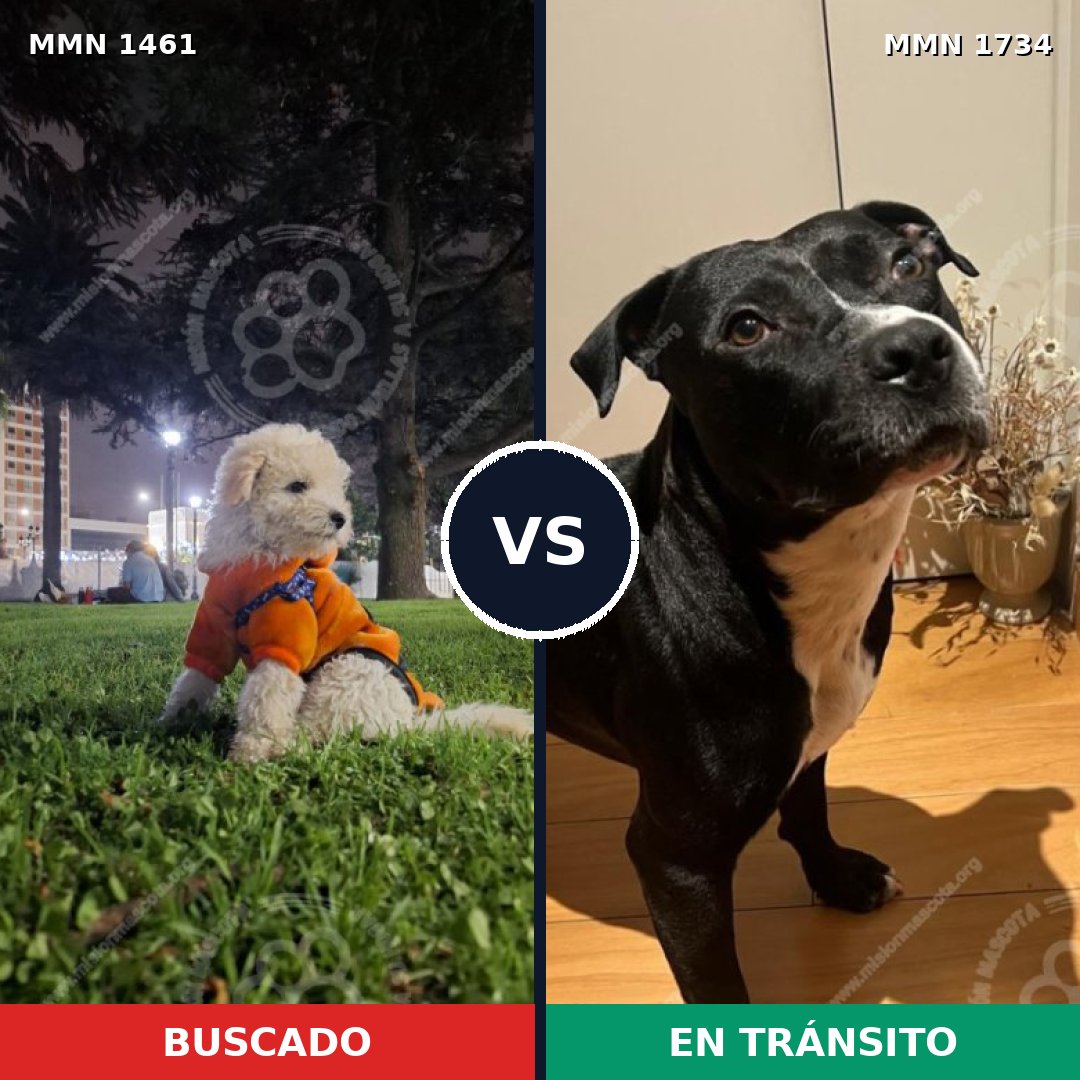 Comparativa MMS 40695: mascota perdida y mascota encontrada, 36% de similitud
