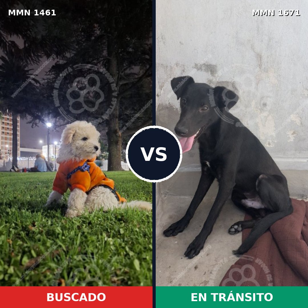 Comparativa MMS 40696: mascota perdida y mascota encontrada, 33% de similitud
