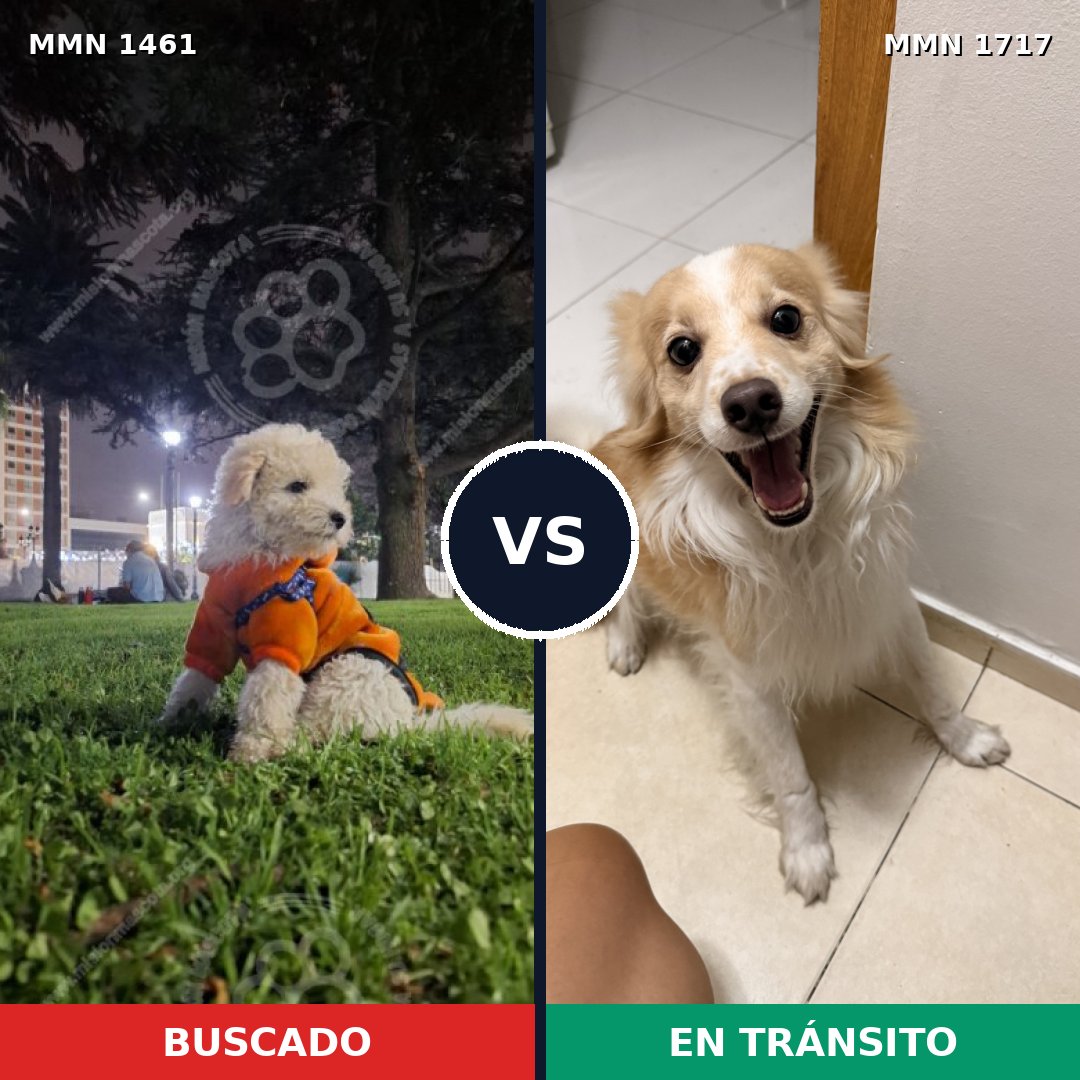 Comparativa MMS 40698: mascota perdida y mascota encontrada, 45% de similitud