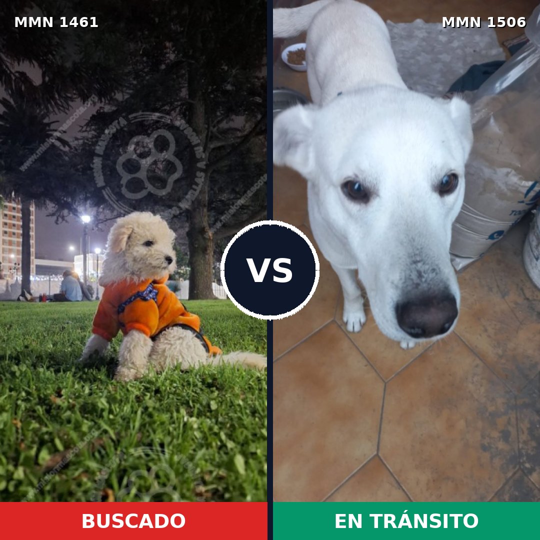 Comparativa MMS 40699: mascota perdida y mascota encontrada, 34% de similitud