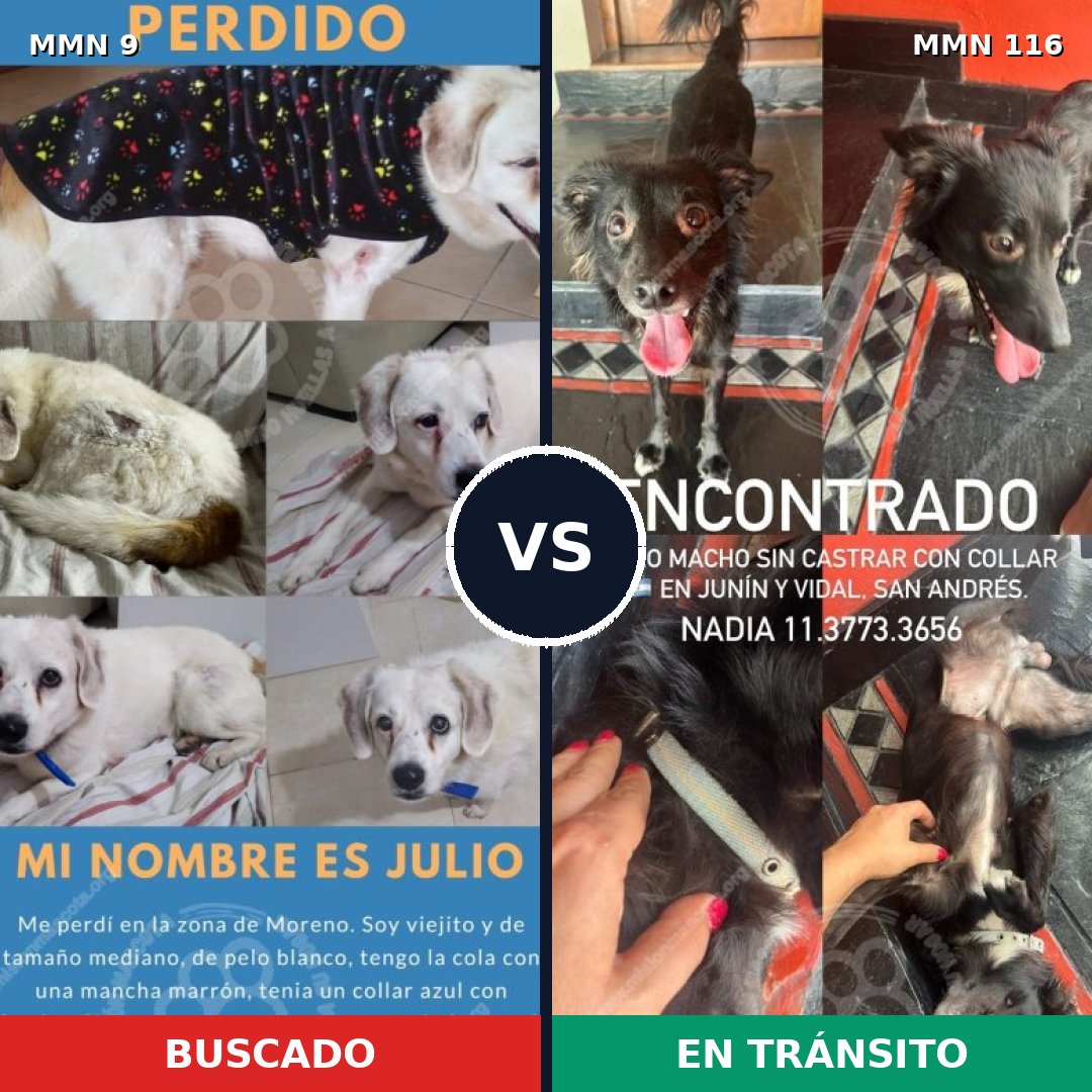 Comparativa MMS 407: mascota perdida y mascota encontrada, 77% de similitud