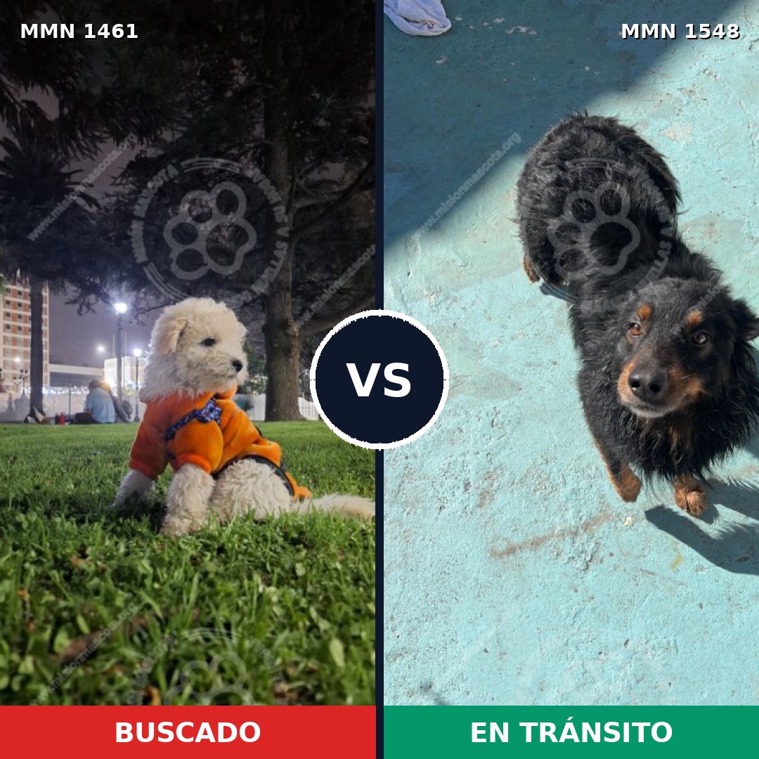 Comparativa MMS 40704: mascota perdida y mascota encontrada, 27% de similitud