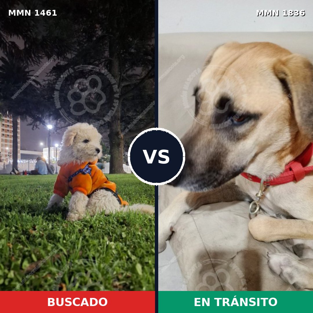 Comparativa MMS 40705: mascota perdida y mascota encontrada, 28% de similitud