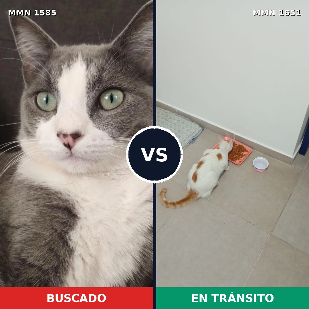 Comparativa MMS 40706: mascota perdida y mascota encontrada, 62% de similitud