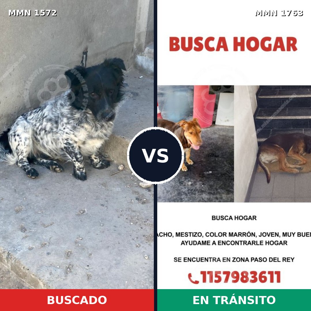 Comparativa MMS 40707: mascota perdida y mascota encontrada, 52% de similitud