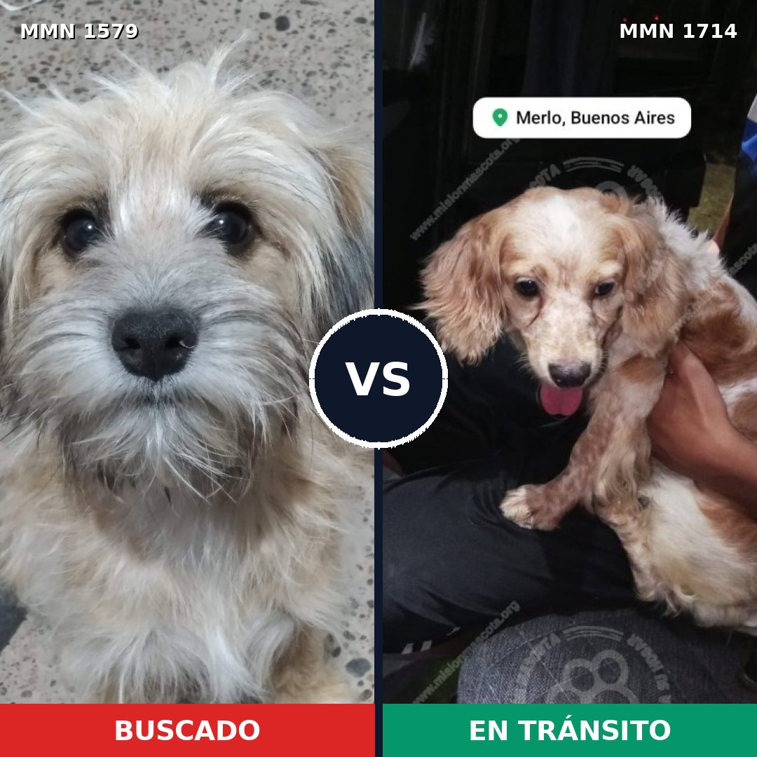 Comparativa MMS 40708: mascota perdida y mascota encontrada, 50% de similitud