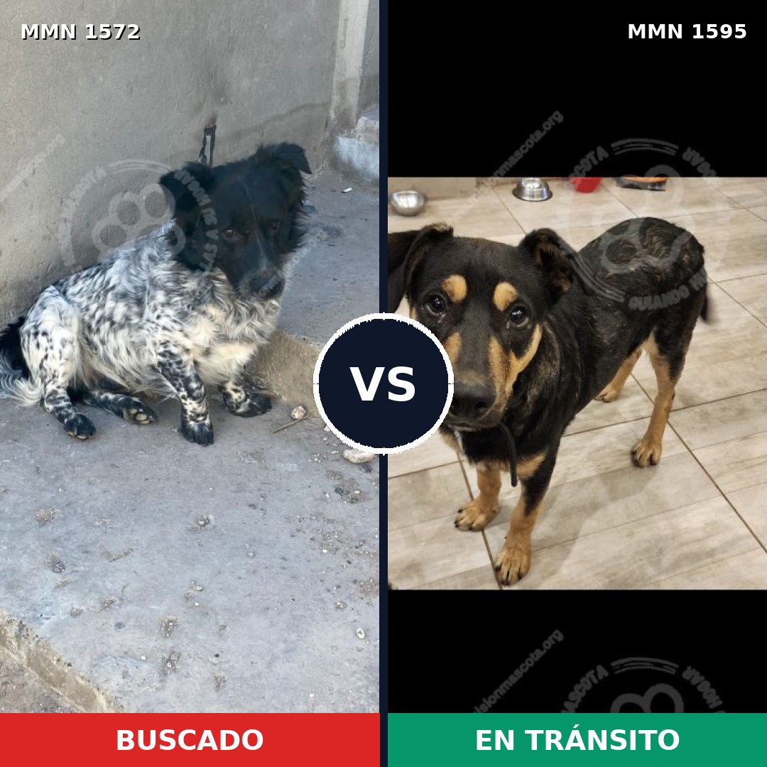 Comparativa MMS 40709: mascota perdida y mascota encontrada, 75% de similitud