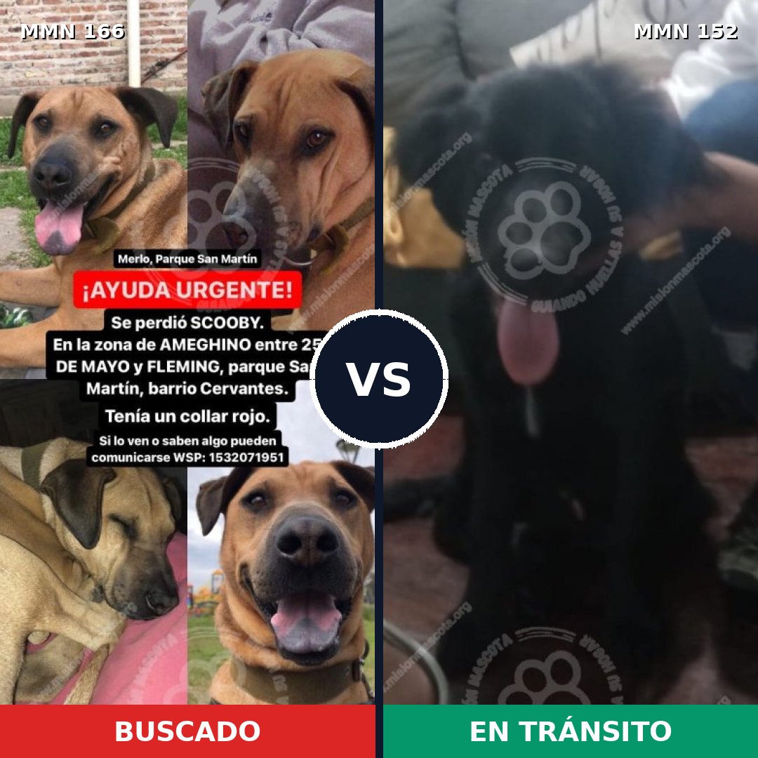 Comparativa MMS 4071: mascota perdida y mascota encontrada, 8% de similitud