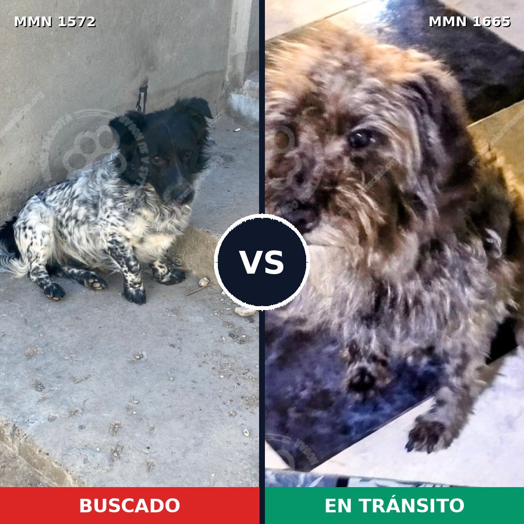 Comparativa MMS 40712: mascota perdida y mascota encontrada, 63% de similitud